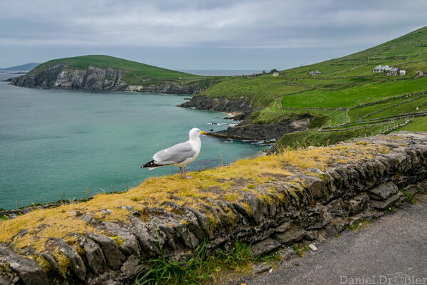 Irland - Foto Daniel Drler