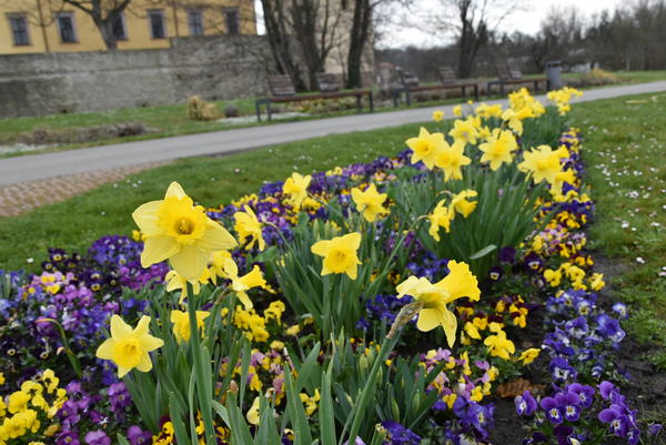 Schlosspark Moritzburg Zeitz_Frühjahrsbepflanzung 2021 (c) Stadt Zeitz