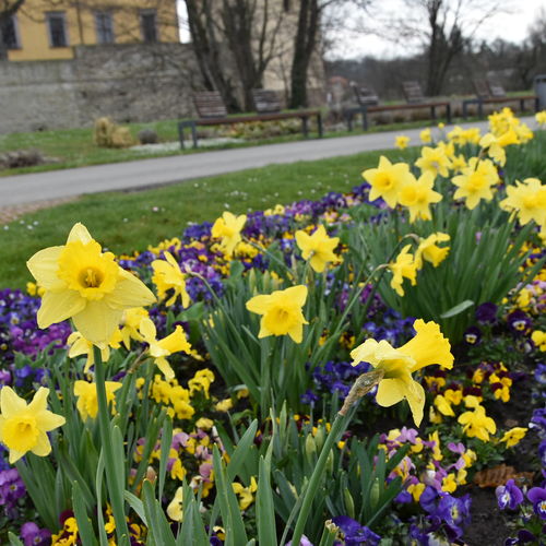 Schlosspark Moritzburg Zeitz_Frhjahrsbepflanzung 2021 (c) Stadt Zeitz