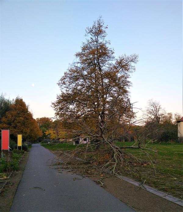 Sturmschäden_Schlosspark Moritzburg_Oktober 2021