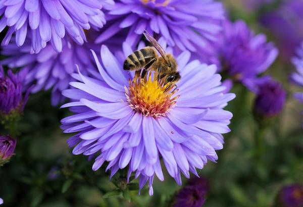 Foto einer Biene auf einer lilafarbenen Blume