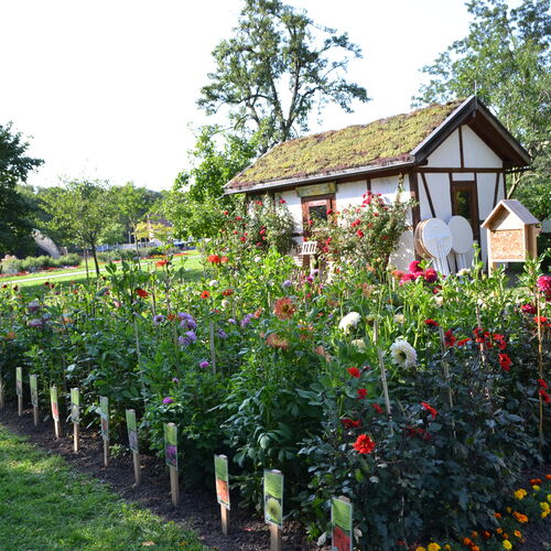 Dahlienschaubeet mit 180 Exemplaren im Schlosspark Moritzburg Zeitz (c) Stadt Zeitz