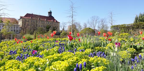 Tulpenblte im Schlosspark mit Blick um Lustgarten und Schloss