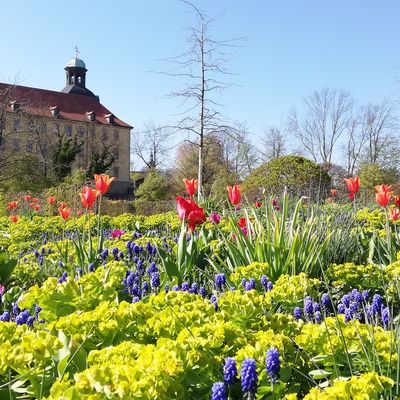 Tulpenblüte im Schlosspark mit Blick um Lustgarten und Schloss