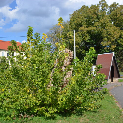 008 Würchwitz