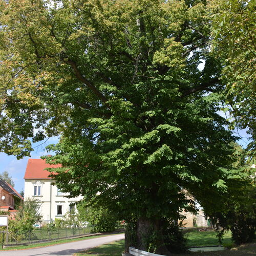 011 Würchwitz