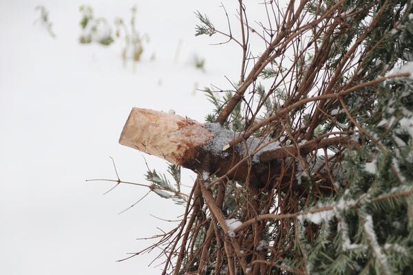 Weihnachtsbaumentsorgung