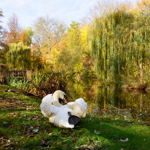 007 Schwanenteich Herbst