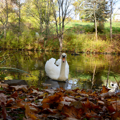 005 Schwanenteich Herbst