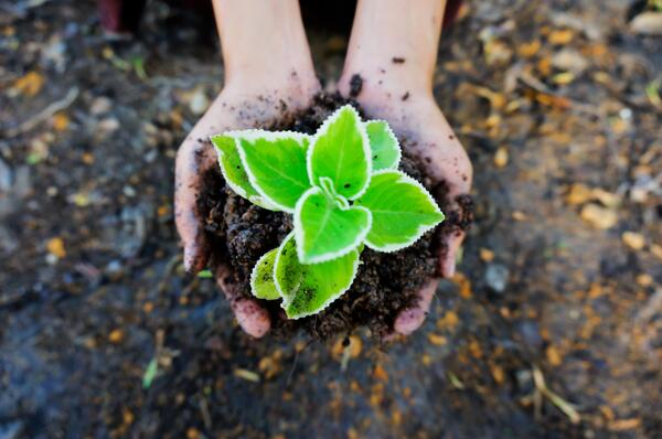 seedling-g3fa841284_1920