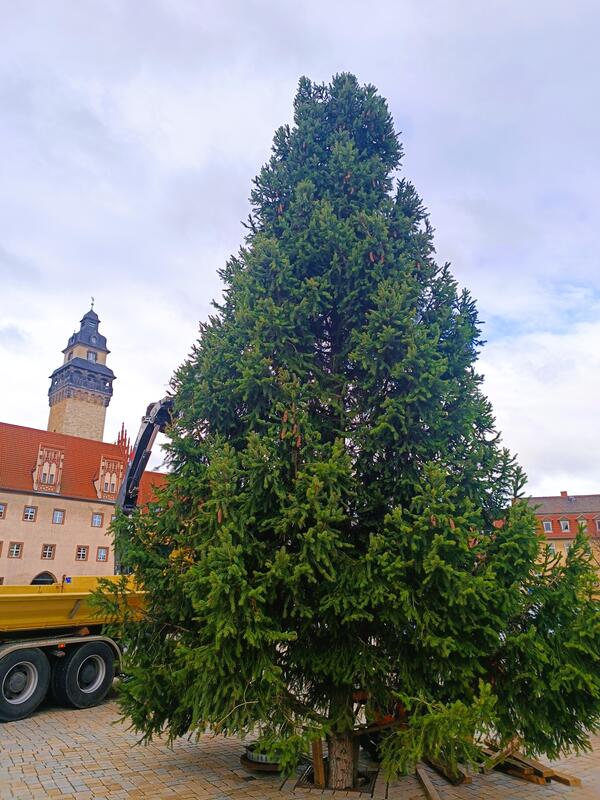 Einer der ausgewhlten Bume schmckt in jedem Jahr den Altmarkt der Stadt Zeitz.