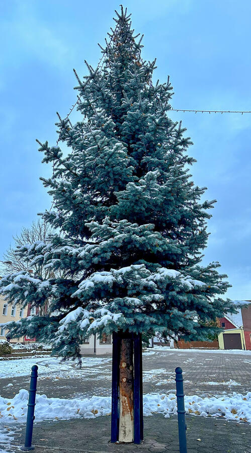 Weihnachtsbaum Theien