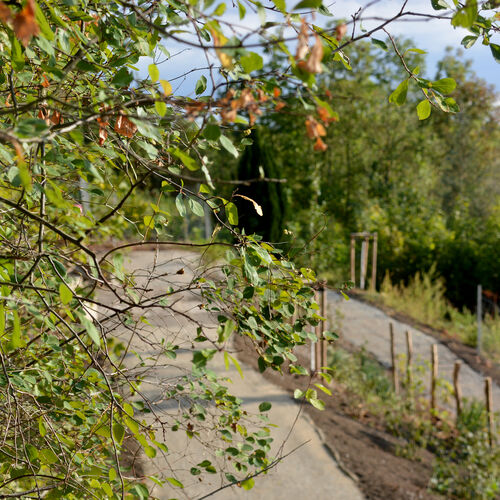 Foto 09 - Neugestaltung der ehemaligen Gartenanlage Bornpromenade abgschlossen