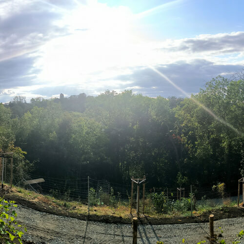 Foto 11 - Neugestaltung der ehemaligen Gartenanlage Bornpromenade abgschlossen