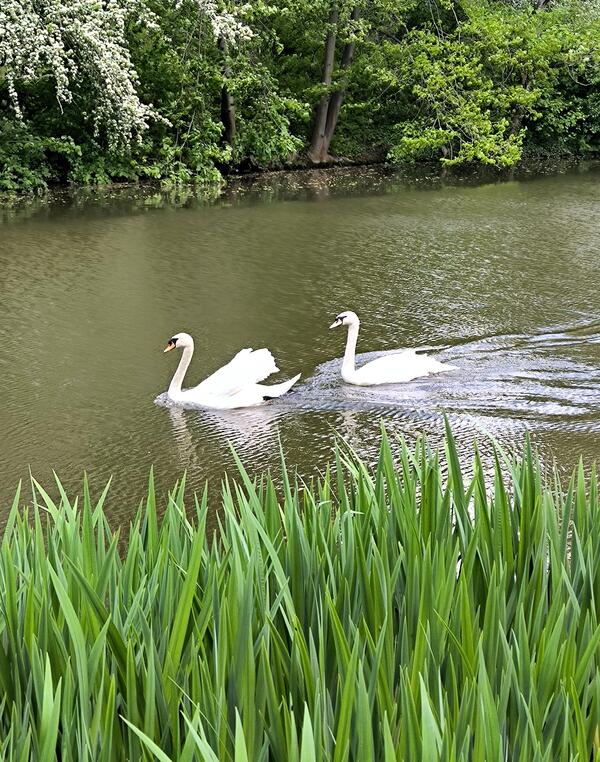 Foto 01 - Dagmar und Hermine am Schwanenteich