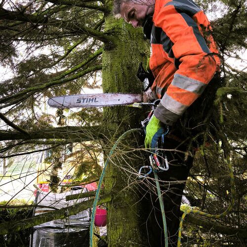 Foto 02 Weihnachtsbaum Altmarkt