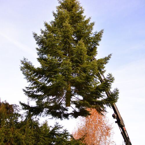 Foto 04 Weihnachtsbaum Altmarkt